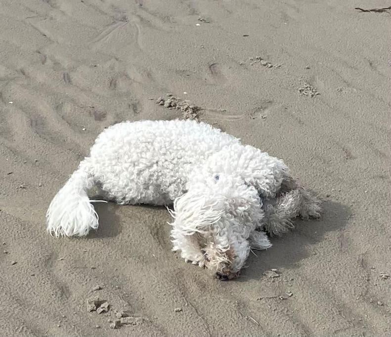 Charmante Maison Individuelle Proche Du Touquet Cucq Dış mekan fotoğraf